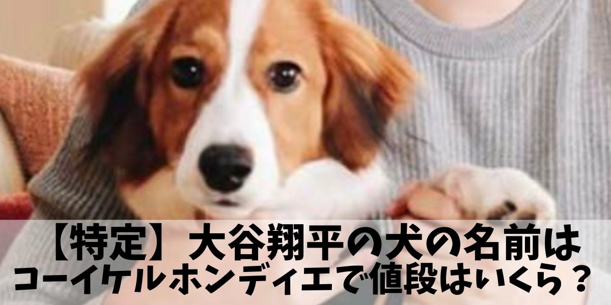 【特定】大谷翔平の犬の名前はコーイケルホンディエで値段はいくら？